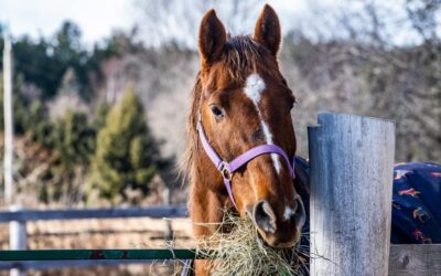 Salud Digestiva y principales consecuencias de una mala alimentación en caballos