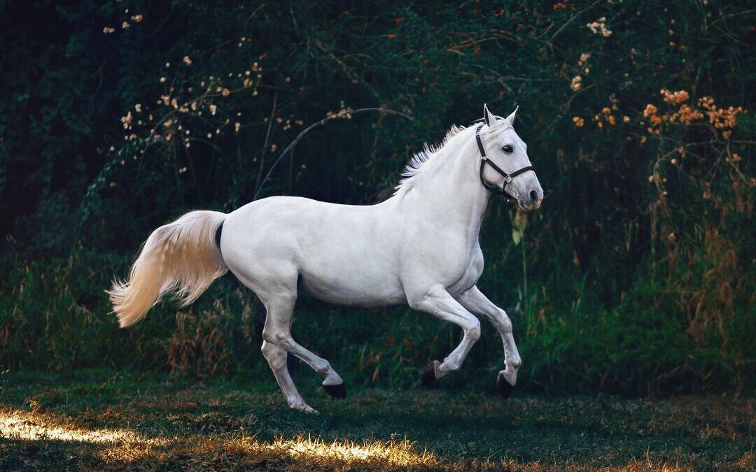 El hígado, aliado clave en la salud de tu caballo
